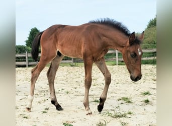 Westfaliano, Stallone, Puledri (06/2025), 172 cm, Baio nero