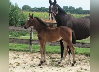 Westfaliano, Stallone, Puledri (06/2025), 172 cm, Baio nero