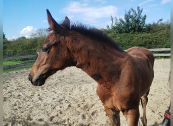 Westfaliano, Stallone, Puledri (06/2025), 172 cm, Baio nero