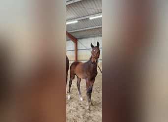 Westfaliano, Stallone, Puledri (03/2026), 172 cm, Baio scuro