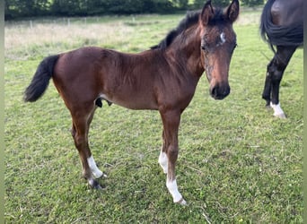 Westfaliano, Stallone, Puledri (05/2025), 172 cm, Baio scuro