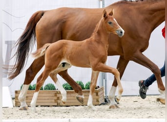 Westfaliano, Stallone, Puledri
 (06/2023), 172 cm, Sauro