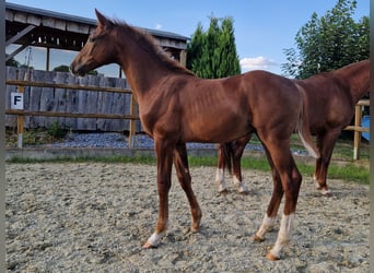 Westfaliano, Stallone, Puledri (03/2026), 172 cm, Sauro scuro
