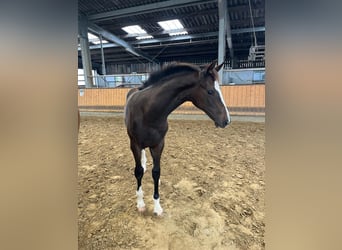 Westfaliano, Stallone, Puledri (03/2025), 173 cm, Baio scuro