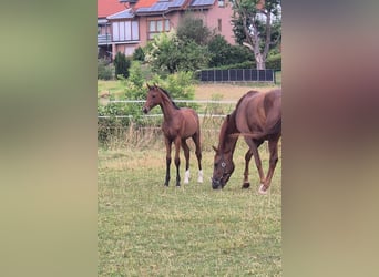 Westfaliano, Stallone, Puledri (04/2026), Baio