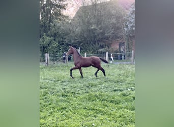 Westfaliano, Stallone, Puledri (05/2026), Baio