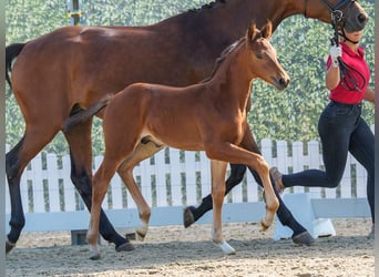 Westfaliano, Stallone, Puledri (05/2026), Baio