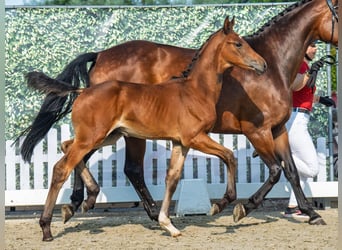 Westfaliano, Stallone, Puledri (06/2025), Baio