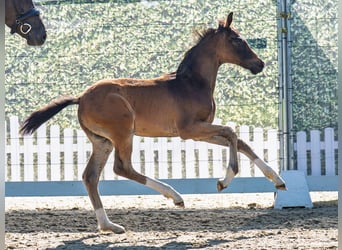 Westfaliano, Stallone, Puledri (04/2025), Baio