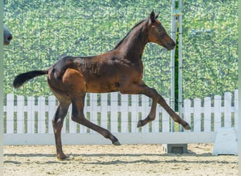 Westfaliano, Stallone, Puledri (06/2026), Baio