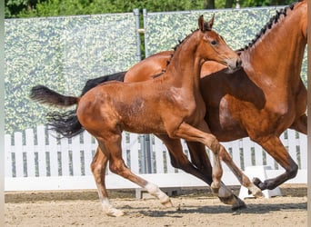 Westfaliano, Stallone, Puledri (04/2026), Baio