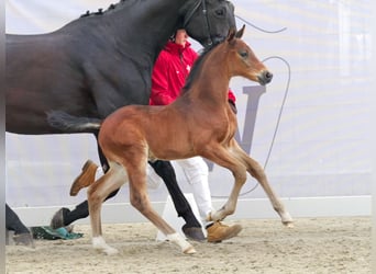 Westfaliano, Stallone, Puledri
 (05/2023), Baio