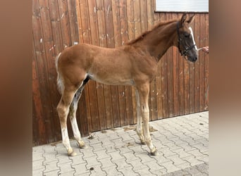 Westfaliano, Stallone, Puledri (05/2026), Baio