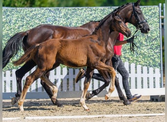 Westfaliano, Stallone, Puledri (04/2026), Baio nero