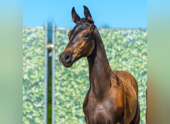 Westfaliano, Stallone, Puledri (04/2026), Baio nero