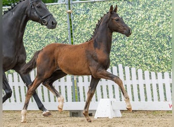 Westfaliano, Stallone, Puledri (03/2026), Baio nero