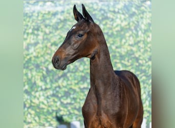 Westfaliano, Stallone, Puledri (05/2026), Baio nero