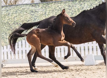 Westfaliano, Stallone, Puledri (02/2026), Baio nero