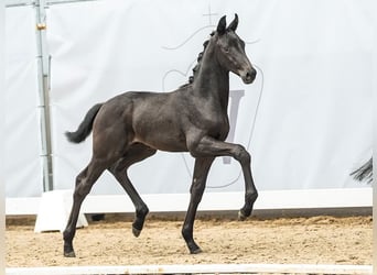 Westfaliano, Stallone, Puledri
 (05/2024), Baio nero