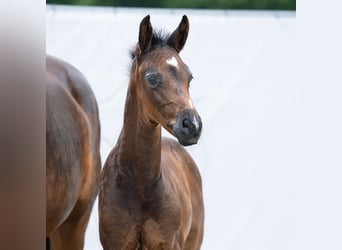 Westfaliano, Stallone, Puledri
 (05/2023), Baio nero