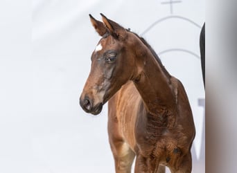 Westfaliano, Stallone, Puledri
 (04/2023), Baio nero