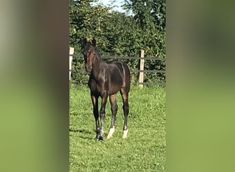 Westfaliano, Stallone, Puledri
 (04/2023), Baio scuro