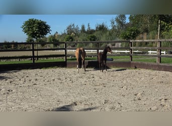 Westfaliano, Stallone, Puledri (06/2026), Baio scuro