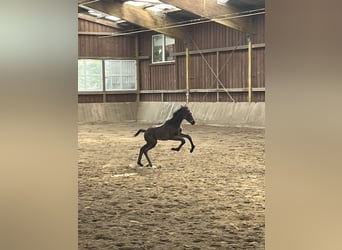 Westfaliano, Stallone, Puledri (03/2026), Baio scuro