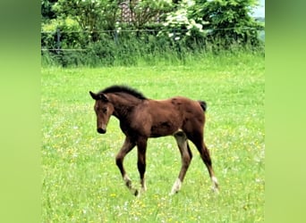 Westfaliano, Stallone, Puledri (04/2026), Baio scuro