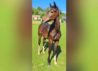 Westfaliano, Stallone, Puledri
 (04/2023), Baio scuro