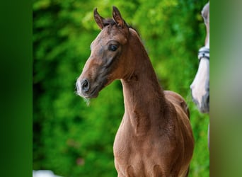 Westfaliano, Stallone, Puledri (04/2026), Baio scuro