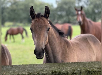 Westfaliano, Stallone, Puledri (04/2024), Grigio