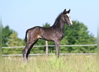 Westfaliano, Stallone, , Grigio