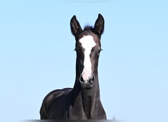 Westfaliano, Stallone, , Grigio