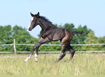 Westfaliano, Stallone, , Grigio