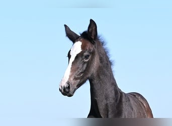 Westfaliano, Stallone, , Grigio