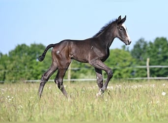 Westfaliano, Stallone, , Grigio