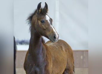 Westfaliano, Stallone, Puledri (03/2026), Grigio