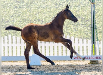Westfaliano, Stallone, Puledri (04/2026), Grigio
