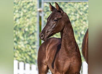 Westfaliano, Stallone, Puledri (04/2026), Morello