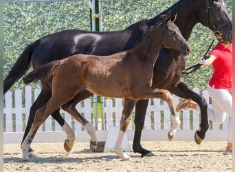 Westfaliano, Stallone, Puledri (04/2026), Morello