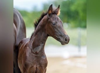 Westfaliano, Stallone, Puledri (05/2026), Morello