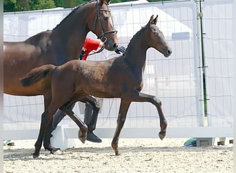 Westfaliano, Stallone, Puledri
 (04/2023), Morello