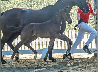 Westfaliano, Stallone, Puledri (06/2025), Morello