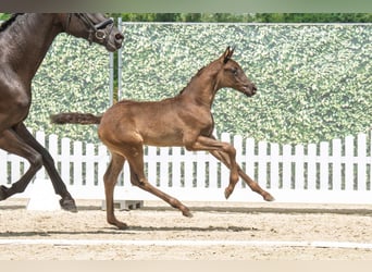 Westfaliano, Stallone, Puledri (05/2025), Morello