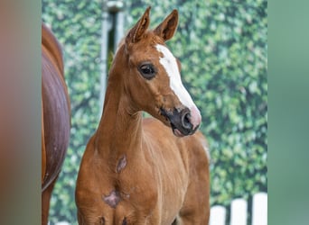 Westfaliano, Stallone, Puledri (05/2025), Palomino
