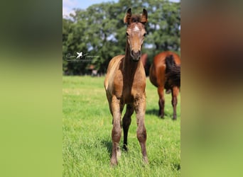 Westfaliano, Stallone, Puledri
 (04/2024), Può diventare grigio