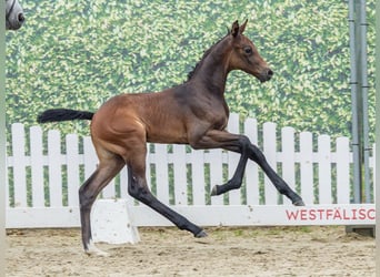 Westfaliano, Stallone, Puledri (06/2026), Può diventare grigio