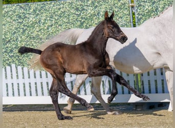Westfaliano, Stallone, Puledri (04/2026), Può diventare grigio