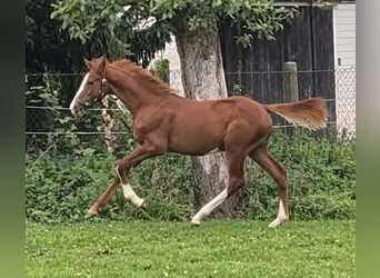 Westfaliano, Stallone, Puledri (04/2026), Sauro